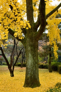 arvore gingko biloba